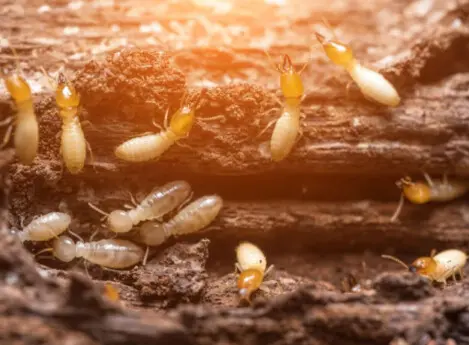 Traitement de charpent termite Montluçon, Allier